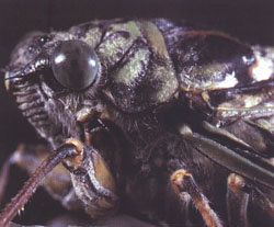 Cicada orni