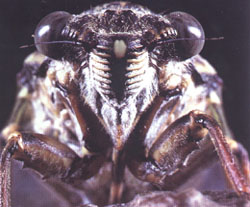 Cicada orni