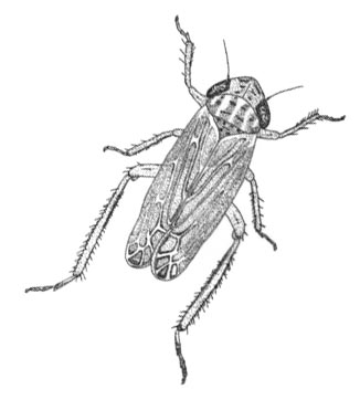 Psammotettix inexpectatus